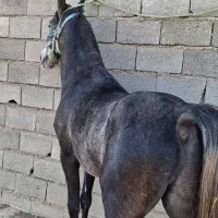 نریان‌۳ساله‌|اسب و تجهیزات اسب‌سواری|شیراز, دارالرحمه|دیوار