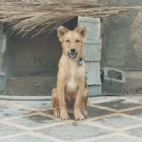 گمشده|سگ|جهرم, |دیوار