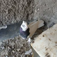 کفتر|پرنده|داراب, |دیوار