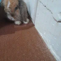 خرگوش لوپ|موش و خرگوش|کوچصفهان, |دیوار