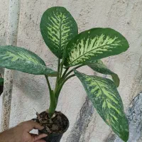 انواع گل آپارتمانی  می خواهم برای گلخانه ام
