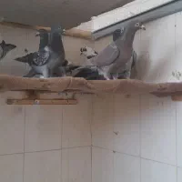 ۱۰تاکفتر یا کبوتر پرشی شامی دم سفید کلاغ نر