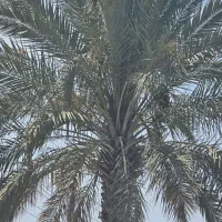 نیروی خدمات