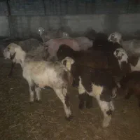 فروش۲۱راس میش ترکی داشتی بره دار