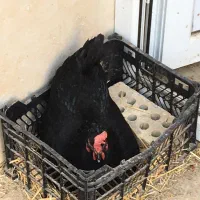 مرغ سیاه|حیوانات مزرعه|اهواز, شهرک نفت|دیوار