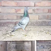 کبوتر مسافتی|پرنده|خسروشاه, |دیوار