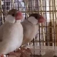 قناری نر،فنچ شکلاتی