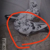 کفتر
