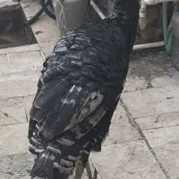 بوقلمون