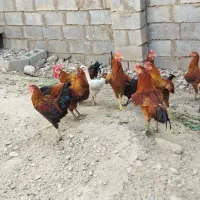خروس جوان و پر گوشت در گتوند