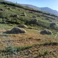 علوفه برای حیوانات