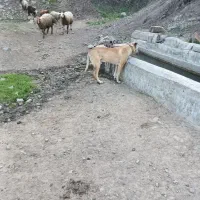 سگ گله|سگ|اردبیل, |دیوار