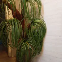 درخت نخل زیبا