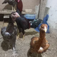 تخم لاری|حیوانات مزرعه|نجفآباد, یزدانشهر|دیوار