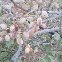 فروش باغ ثمری