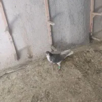 کفتر یا کبوتر|پرنده|شیراز, شهرک گلستان|دیوار