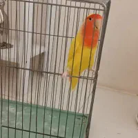 طوطی برزیلی ماده|پرنده|بروجرد, |دیوار