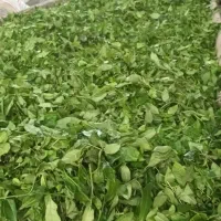 چای سنتی کارگاه چایسازی خوش نوش