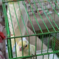 جوجه عروس هلندی