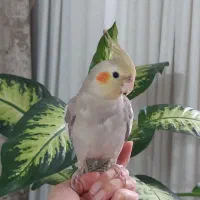عروس هلندی نر