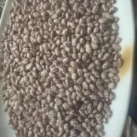 لوبیا چیتی ممتازمحصول امسال (سراب آذربایجان شرقی)|خوردنی و آشامیدنی|تهران, امام زاده حسن|دیوار