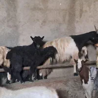 ۷راس بزدرجه یک جوان