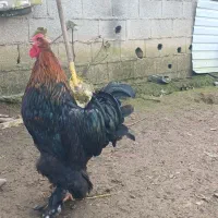 فروش مرغ و خروس|حیوانات مزرعه|گوراب زرمیخ, |دیوار