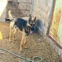 فروش سگ ژرمن|سگ|بافق, |دیوار