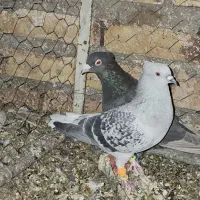 شامی دمسفید آس|پرنده|مه ولات, |دیوار