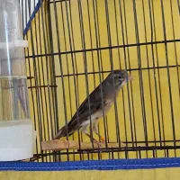 قناری نر مست مست|پرنده|بروجرد, |دیوار