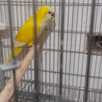 طوطی راهب لوتینو نر