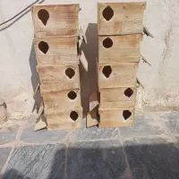 لونه عروس هلندی و گرینچیک