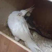 عروس پاریس درجه یک