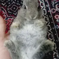 بچه خرگوش|موش و خرگوش|سنندج, |دیوار