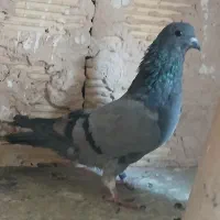 ماده دمگیر فیروزه مور معاوضه|پرنده|اصفهان, همدانیان|دیوار