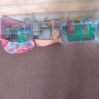 سهره نر. سقا