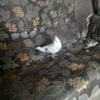 کفتر بهترین کفتر