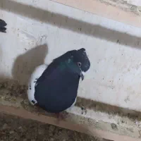 کبوتر حسن خانی