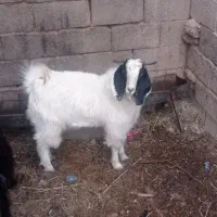 بزغاله نر گوشتی وچاق|حیوانات مزرعه|زیرکوه, |دیوار