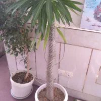 گل ماداگاسکار|گل و گیاه طبیعی|ابریشم, |دیوار