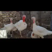 بقلمون گوشتی