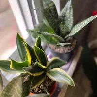 انواع گل های آپارتمانی|گل و گیاه طبیعی|رحیم‌آباد, |دیوار