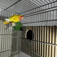 کوتوله برزیلی مولد 100تضمینی کوتوله کار|پرنده|قم, نوبهار|دیوار