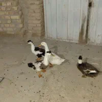 ۴ عدد اُردک ۳ تومن