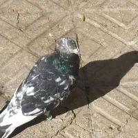 کفتر|پرنده|بیرجند, |دیوار