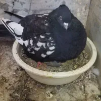 یک جفت کفتر با یکی جوجه قیمت توافقی