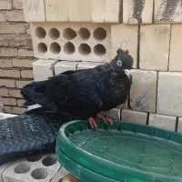 کفتر زاغ و پلاکی|پرنده|خرمشهر, |دیوار