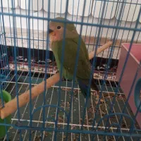 کوتوله برزیلی گمشده