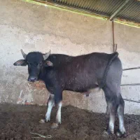 گوساله گاومیش چاق