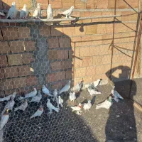 کبوتر فروشی